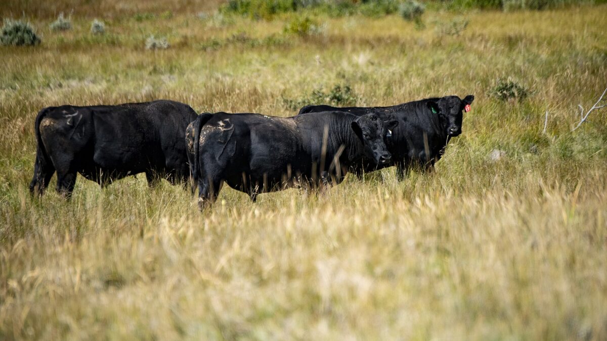 If Trump Wants To Reduce Beef Prices, He Should Help Struggling Farmers Grow Their Herds