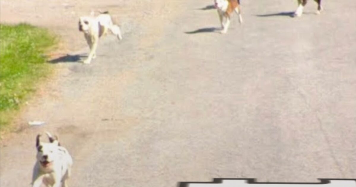 HORROR: Pack of Pitbulls That Terrorized Community For Years Fatally Mauls Elderly Illinois Man – Photo of Killer Dogs Caught on Google Street View Images!