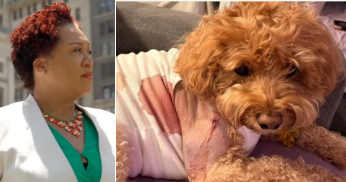 NYC Judge Frees Man Accused of Shooting Service Dog of Woman with Down Syndrome While Attempting to Kill Man